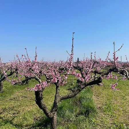 Corte Vecia Della Corte Alloggio per agriturismo